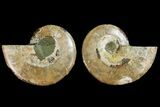 Agatized Ammonite Fossil - Madagascar #145995-1